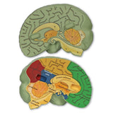 Learning Resources Cross-Section Human Brain Model