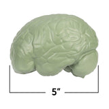 Learning Resources Cross-Section Human Brain Model