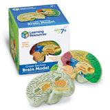 Learning Resources Cross-Section Human Brain Model