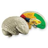 Learning Resources Cross-Section Human Brain Model