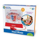 Learning Resources Pumping Heart Model