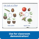 Learning Resources Giant Magnetic Plant Life Cycle