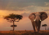 Ravensburger Elephant of the Masai Mara