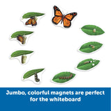 Learning Resources Giant Magnetic Butterfly Life Cycle