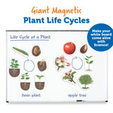 Learning Resources Giant Magnetic Plant Life Cycle