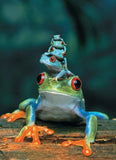 eurographics-red-eyed-tree-frog-puzzle-1000pcs - 3