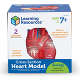 Learning Resources Cross-Section Human Heart Model