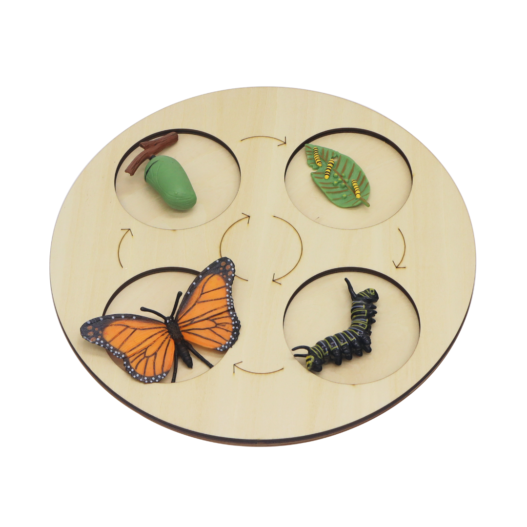 andreu-toys-butterfly-metamorphosis-life-stages-of-the-butterfly-1