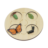 andreu-toys-butterfly-metamorphosis-life-stages-of-the-butterfly-1