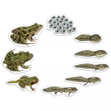 Learning Resources Giant Magnetic Frog Life Cycle