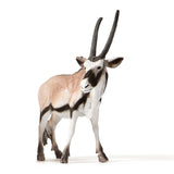 Mideer Safari Animal Collectibles - 5pcs