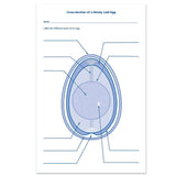 Learning Resources Chick Life Cycle Exploration Set