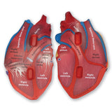Learning Resources Cross-Section Human Heart Model
