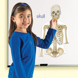 Learning Resources Double-Sided Magnetic Human Body