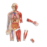Learning Resources Double-Sided Magnetic Human Body