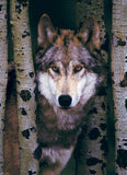 EuroGraphics Gray Wolf-1000 Pcs Puzzle - Laadlee