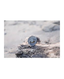 Frigg Daisy Latex Baby Pacifier 6M-18M, 2Pack, Powder Blue/Lily Pad - Size 2 - Laadlee