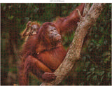 Ambassador - Photographers Collection - 1000 Pc. Puzzle Tri-Pack - Boyd #1 - Laadlee