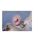 Frigg Daisy Latex Baby Pacifier 0-6M, 2Pack, Woodchuck/Blush - Size 1 - Laadlee