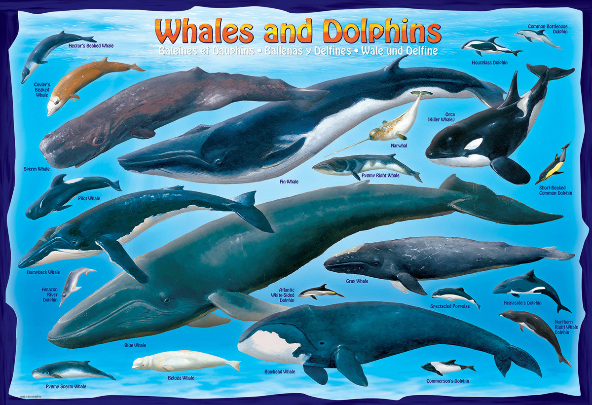 EuroGraphics Whales & Dolphins - 100Pcs