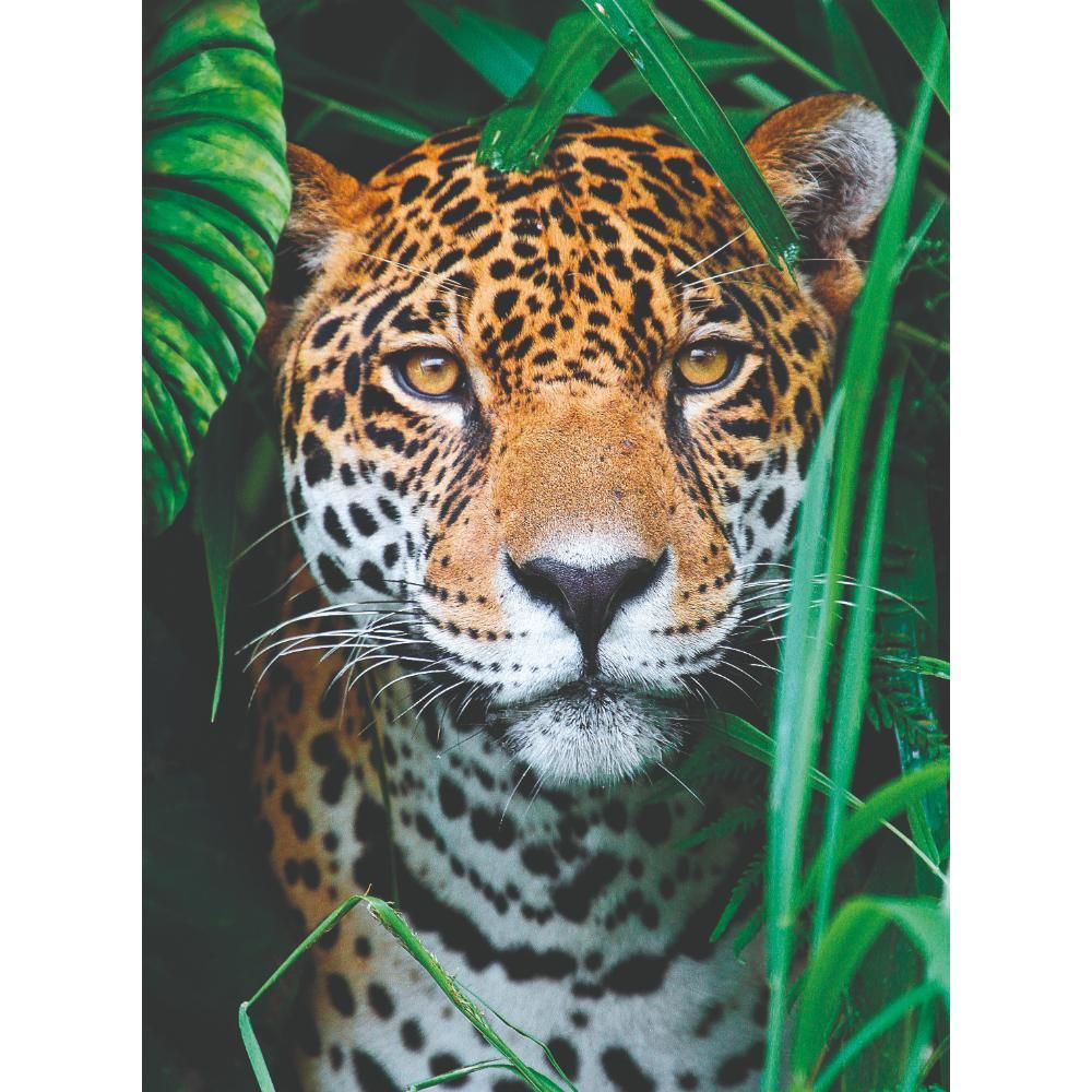 clementoni-puzzle-high-quality-collection-jaguar-in-jungle-500pcs-3