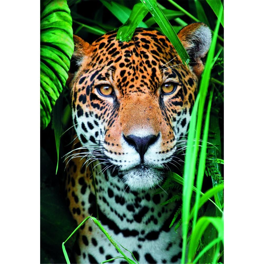 clementoni-puzzle-high-quality-collection-jaguar-and-poster-500pcs-3