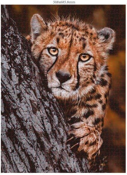 Ambassador - Photographers Collection - 1000 Pc. Puzzle Tri-Pack - Boyd #1 - Laadlee