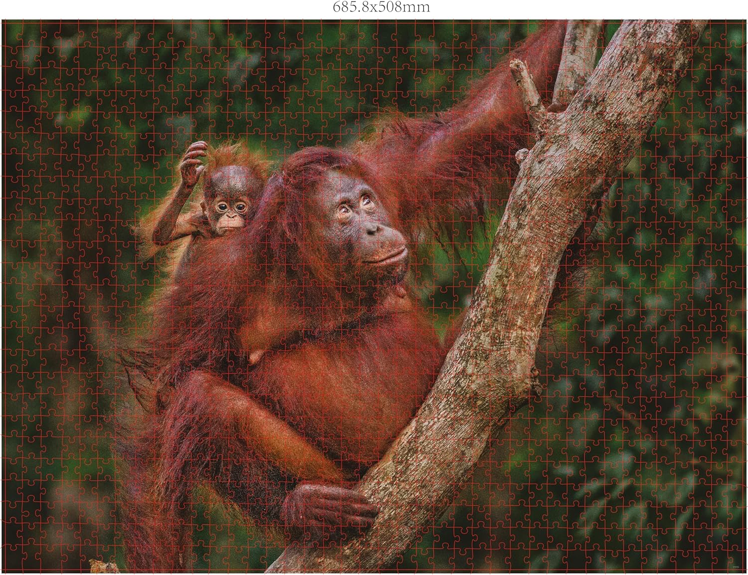 Ambassador - Photographers Collection - 1000 Pc. Puzzle Tri-Pack - Boyd #1 - Laadlee
