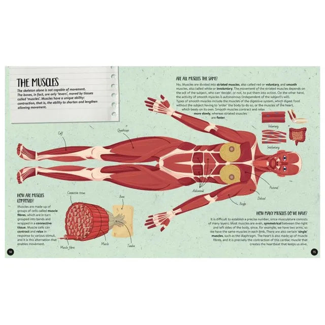 Sassi What, How, Why - The Human Body - Laadlee