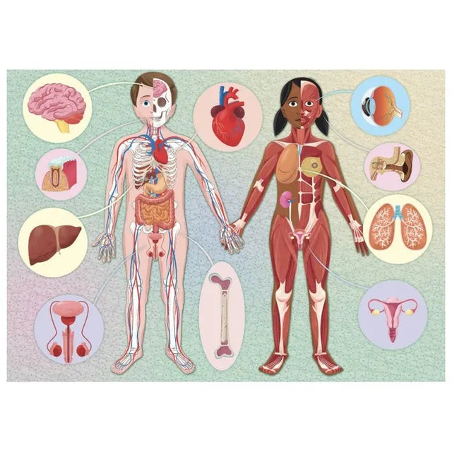 Sassi What, How, Why - The Human Body - Laadlee