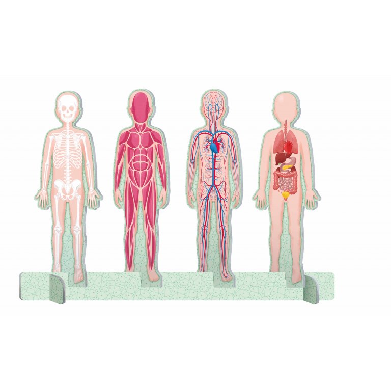 Sassi The Ultimate Atlas - Human Body - Laadlee